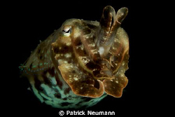 Cuttlefish in Papua .... by Patrick Neumann 